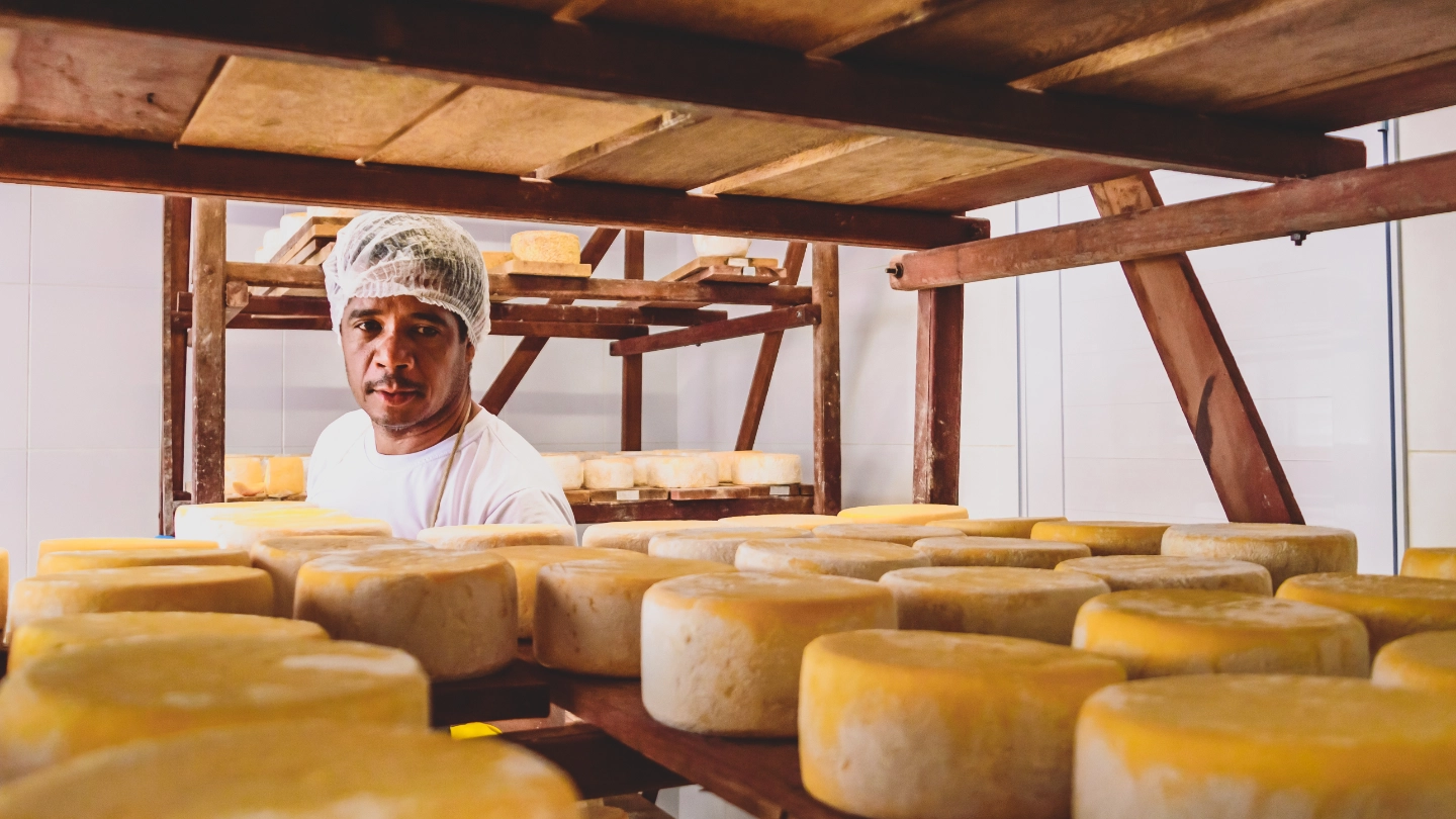Worker examining rows of cheese on a shelf Worker examining rows of cheese on a shelf