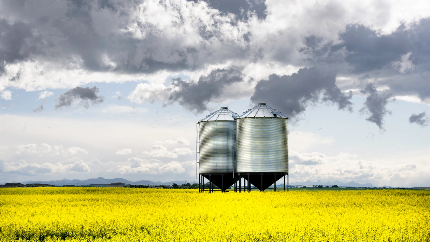 Large grey metal grain silos in a field of yellow flowers Large grey metal grain silos in a field of yellow flowers